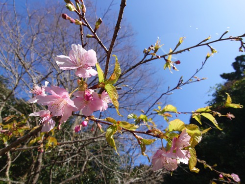 山の畑の河津桜が咲き始めました！