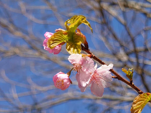 山の畑の河津桜が咲き始めました！