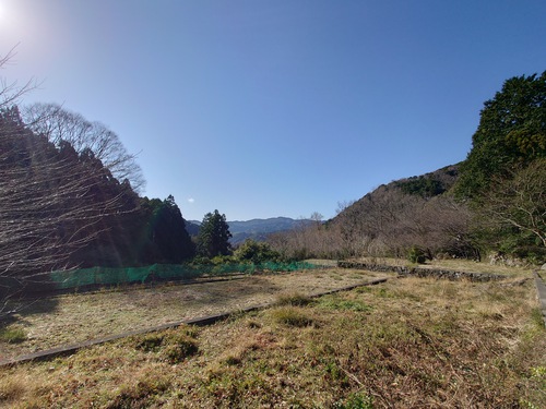 山の畑の河津桜が咲き始めました！