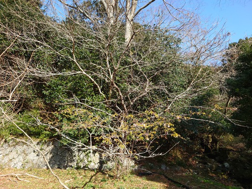 山の畑の河津桜が咲き始めました！