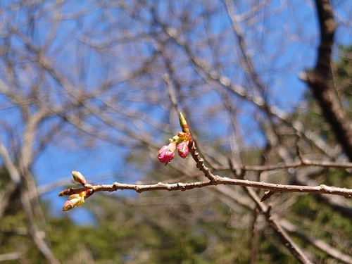 山の畑の河津桜が咲き始めました！