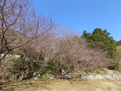 山の畑の河津桜が咲き始めました！