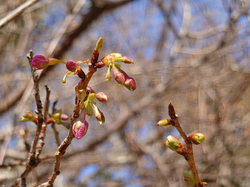 山の畑の河津桜が咲き始めました！