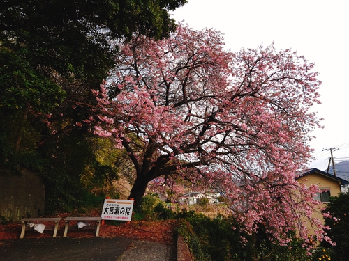 大宮瀬の桜・開花状況2023.2.12