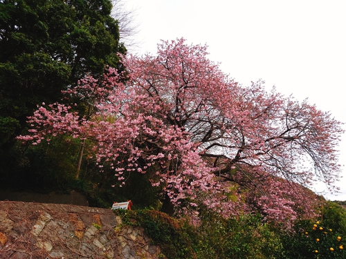 大宮瀬の桜・開花状況2023.2.12