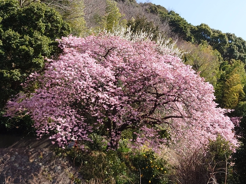 河津桜！ただいま見頃です！～2023.2.18～