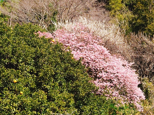 河津桜！ただいま見頃です！～2023.2.18～