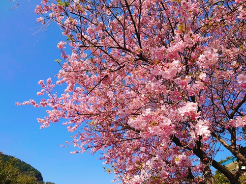 河津桜！ただいま見頃です！～2023.2.18～