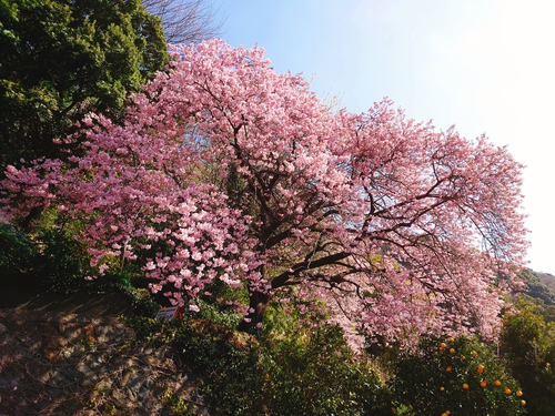河津桜！ただいま見頃です！～2023.2.18～