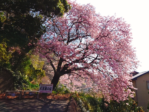 河津桜！ただいま見頃です！～2023.2.18～