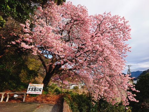 河津桜開花情報！～河津桜並木と大宮瀬の桜2023.2.18～