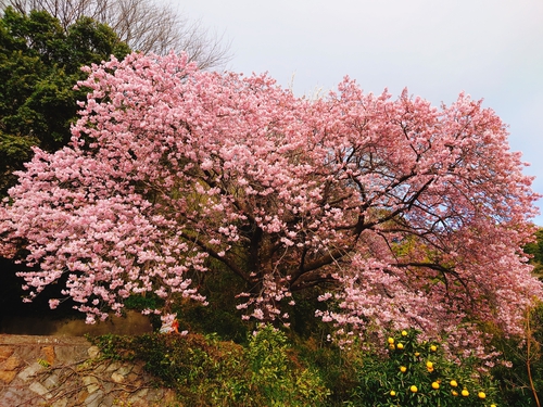 河津桜開花情報！～河津桜並木と大宮瀬の桜2023.2.18～