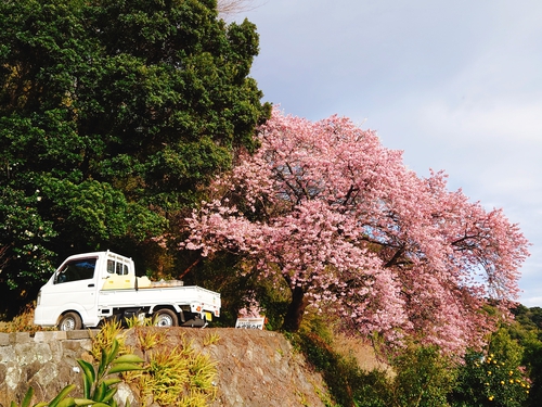 河津桜開花情報！～河津桜並木と大宮瀬の桜2023.2.18～