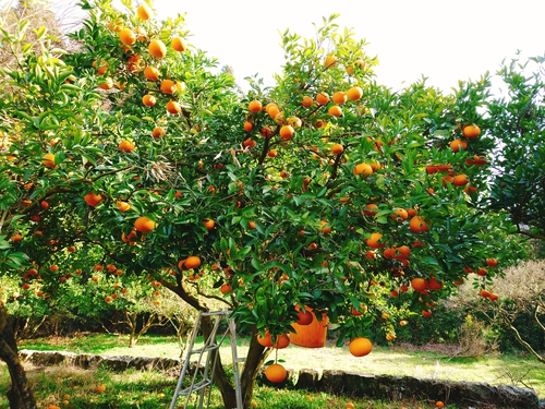 紅甘夏の収穫をはじめました！