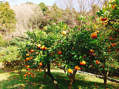 紅甘夏の収穫をはじめました！