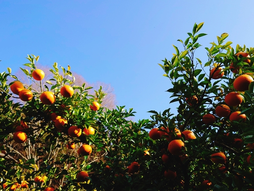 紅甘夏の収穫をはじめました！