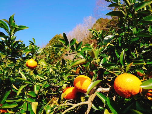 紅甘夏の収穫をはじめました！