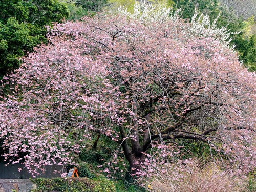 大宮瀬の桜・開花状況2023.2.12