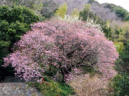 大宮瀬の桜・開花状況2023.2.12