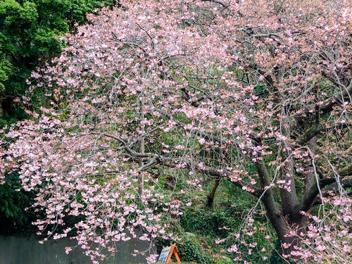 大宮瀬の桜・開花状況2023.2.12
