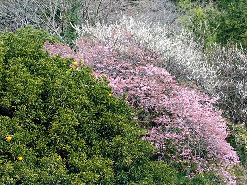 大宮瀬の桜・開花状況2023.2.12