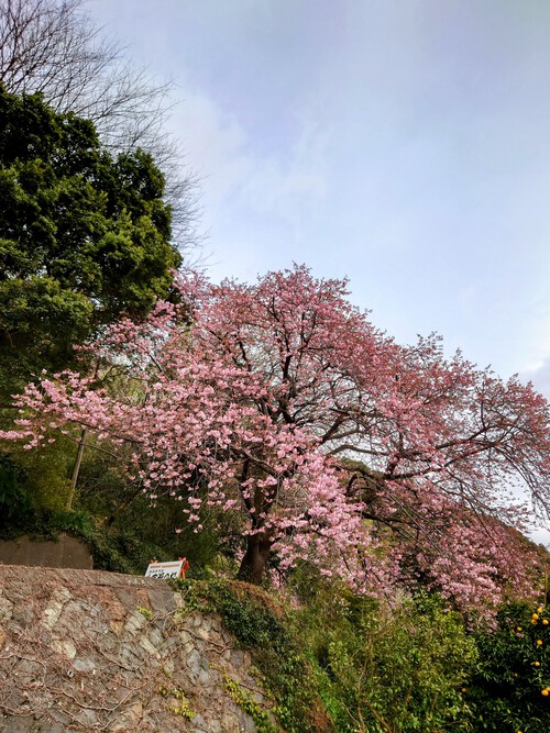 大宮瀬の桜・開花状況2023.2.12