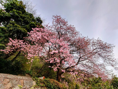 大宮瀬の桜・開花状況2023.2.12