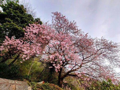 大宮瀬の桜・開花状況2023.2.12