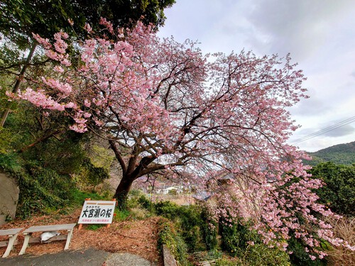 大宮瀬の桜・開花状況2023.2.12