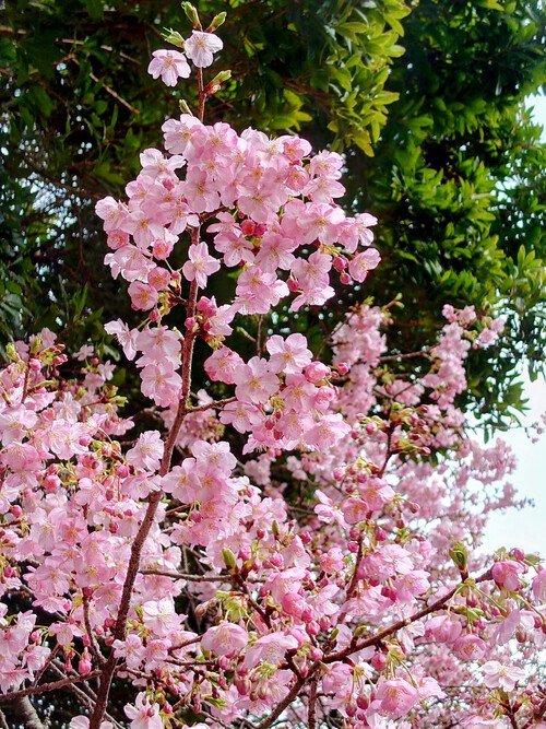 大宮瀬の桜・開花状況2023.2.12