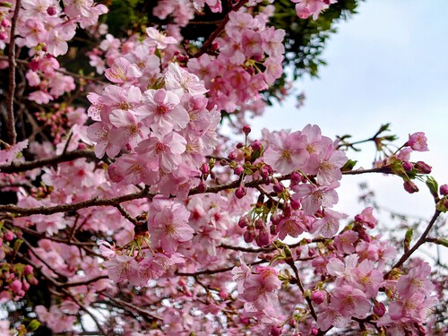 大宮瀬の桜・開花状況2023.2.12