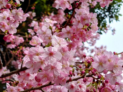 大宮瀬の桜・開花状況2023.2.12