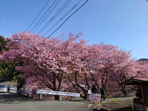 河津桜！ただいま見頃です！～2023.2.18～
