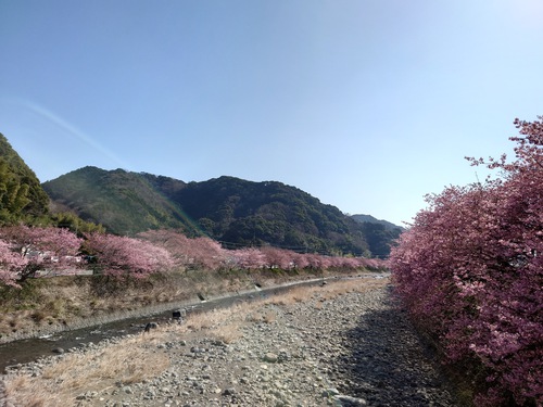 河津桜！ただいま見頃です！～2023.2.18～