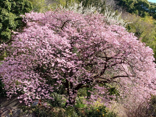 河津桜！ただいま見頃です！～2023.2.18～