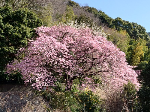 河津桜！ただいま見頃です！～2023.2.18～