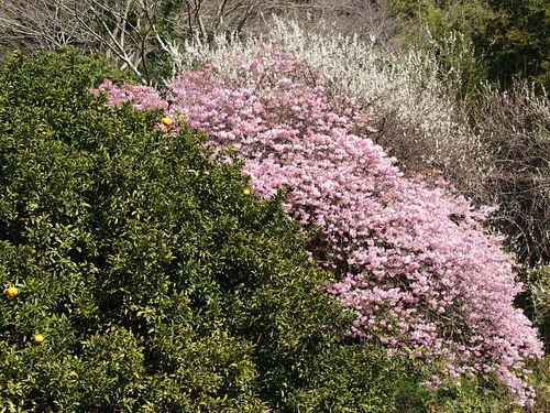 河津桜！ただいま見頃です！～2023.2.18～