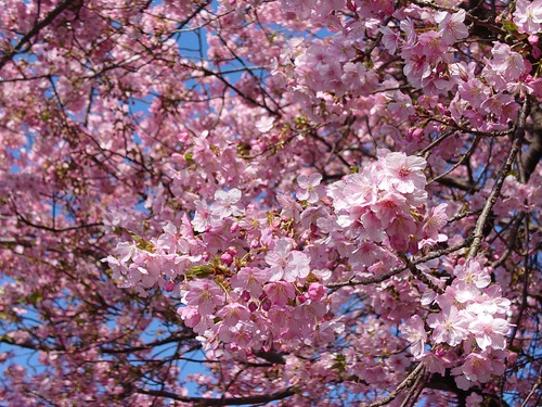 河津桜！ただいま見頃です！～2023.2.18～