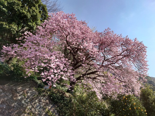 河津桜！ただいま見頃です！～2023.2.18～