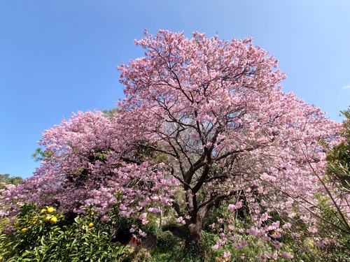 河津桜！ただいま見頃です！～2023.2.18～
