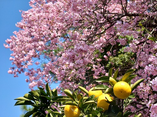 河津桜！ただいま見頃です！～2023.2.18～