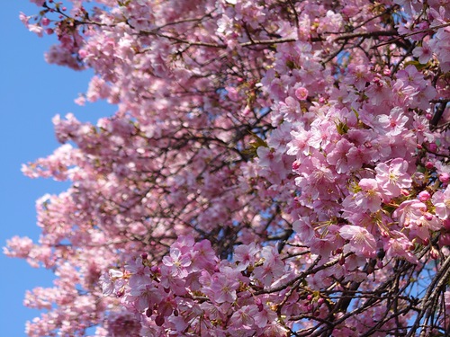 河津桜！ただいま見頃です！～2023.2.18～