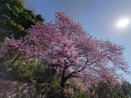 河津桜！ただいま見頃です！～2023.2.18～