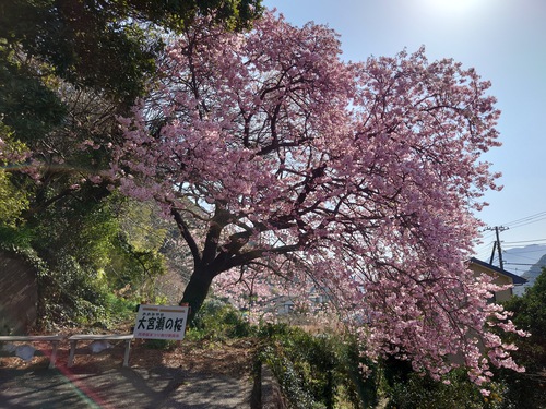 河津桜！ただいま見頃です！～2023.2.18～