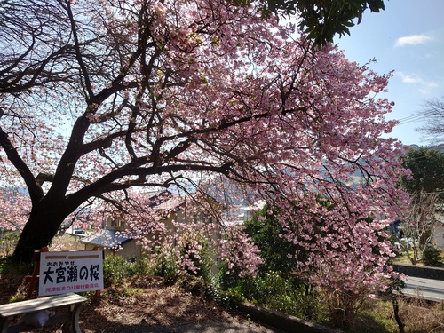 河津桜！ただいま見頃です！～2023.2.18～