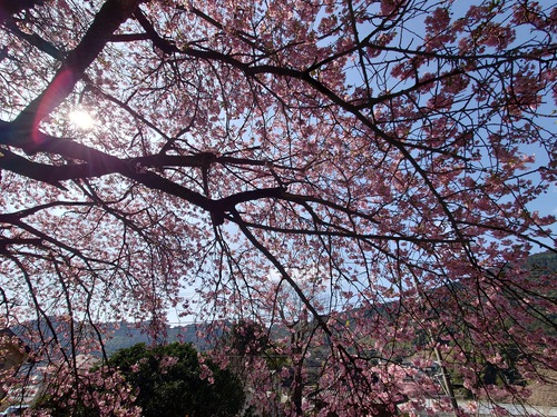 河津桜！ただいま見頃です！～2023.2.18～