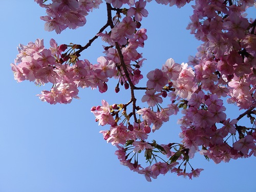 河津桜！ただいま見頃です！～2023.2.18～