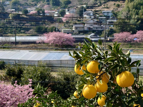 河津桜！ただいま見頃です！～2023.2.18～