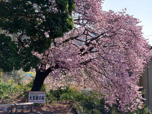 河津桜！ただいま見頃です！～2023.2.18～