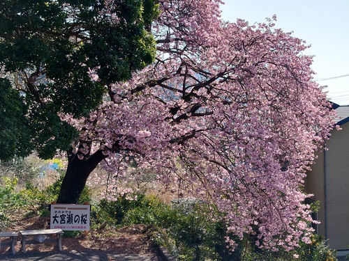 河津桜！ただいま見頃です！～2023.2.18～